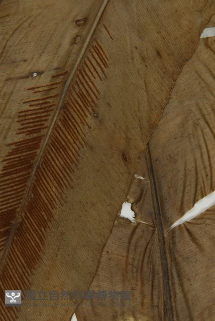 臺灣山蘇花藏品圖，第7張