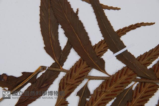 萊氏鐵角蕨藏品圖，第4張
