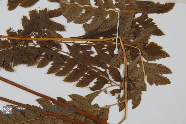 細葉複葉耳蕨藏品圖，第4張