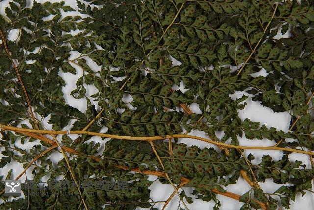 臺灣兩面複葉耳蕨藏品圖，第4張