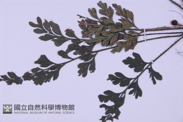 俄氏鐵角蕨藏品圖，第4張
