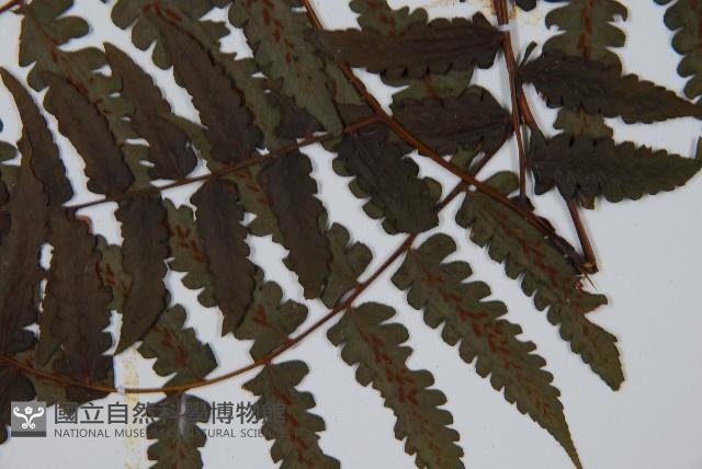德氏雙蓋蕨藏品圖，第4張