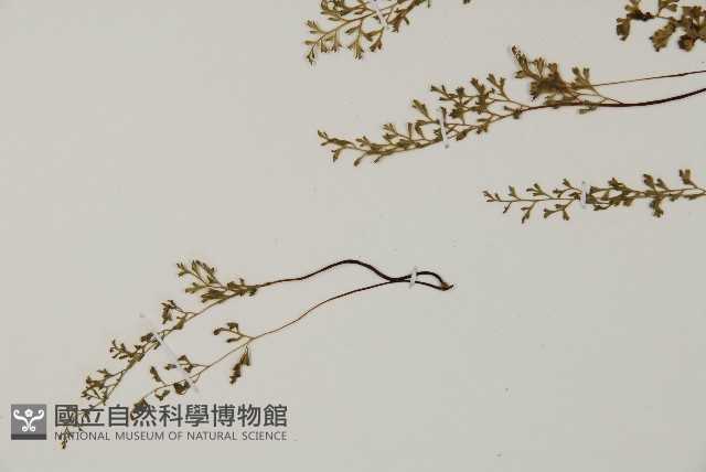 翠蕨藏品圖，第4張