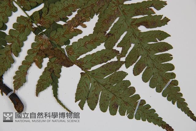 德氏雙蓋蕨藏品圖，第4張