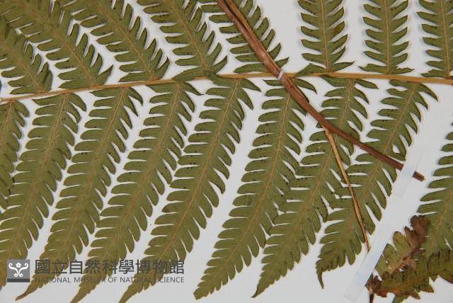 光葉鱗蓋蕨藏品圖，第4張