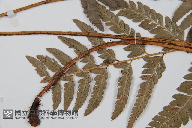中華複葉耳蕨藏品圖，第4張