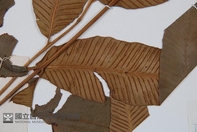 細柄雙蓋蕨藏品圖，第4張