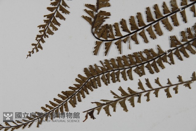 鞭葉鐵線蕨藏品圖，第4張