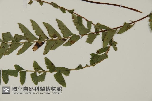 鞭葉鐵線蕨藏品圖，第4張