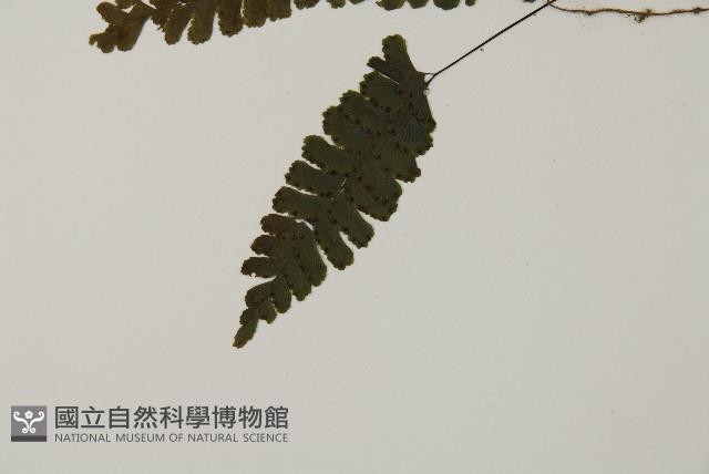 長尾鐵線蕨藏品圖，第4張