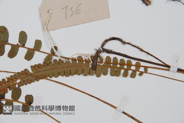 裂葉雙蓋蕨藏品圖，第4張