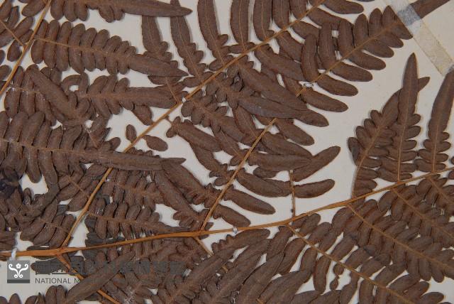 蕨藏品圖，第4張