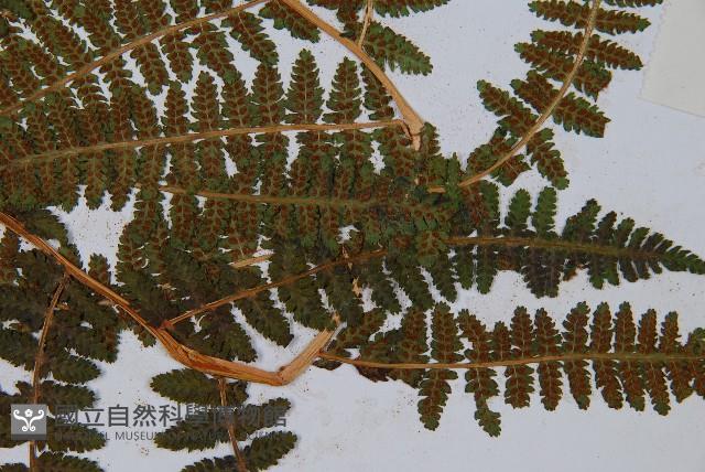 希陶蹄蓋蕨藏品圖，第4張