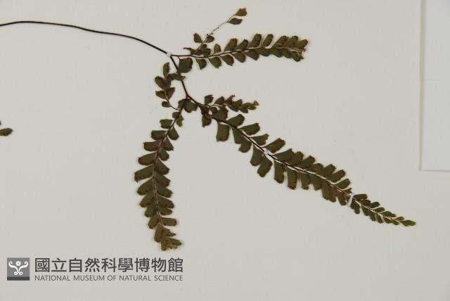 毛葉鐵線蕨藏品圖，第4張