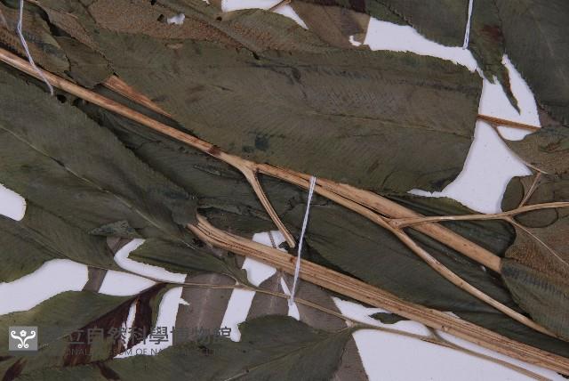 登錄號:P004013藏品圖，第7張