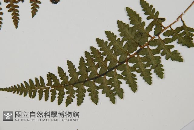 宿蹄蓋蕨藏品圖，第3張