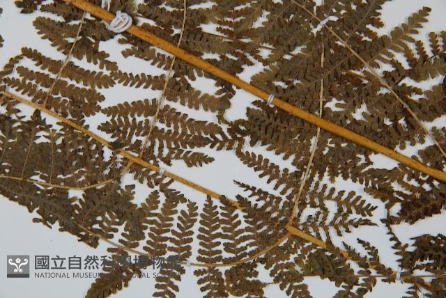 華南鱗蓋蕨藏品圖，第4張