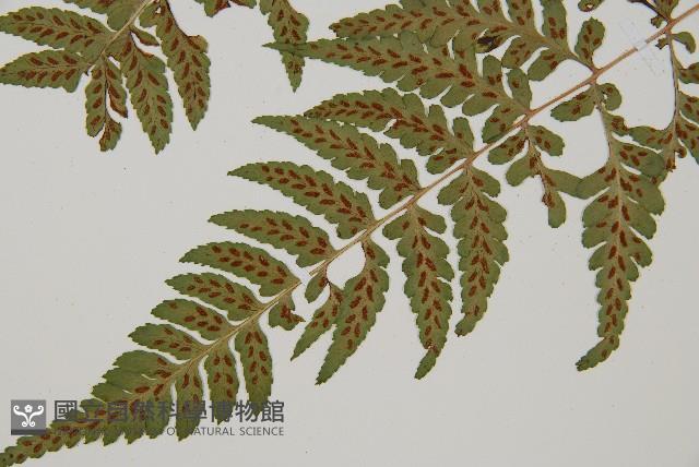 阿里山蹄蓋蕨藏品圖，第4張