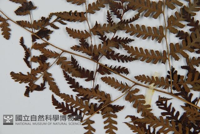 川上氏雙蓋蕨藏品圖，第4張