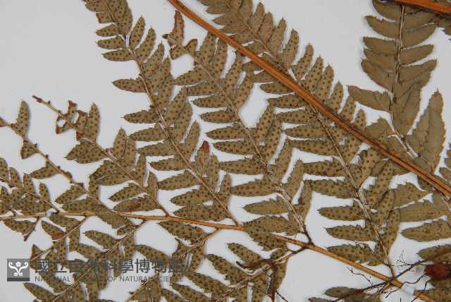 細葉複葉耳蕨藏品圖，第4張