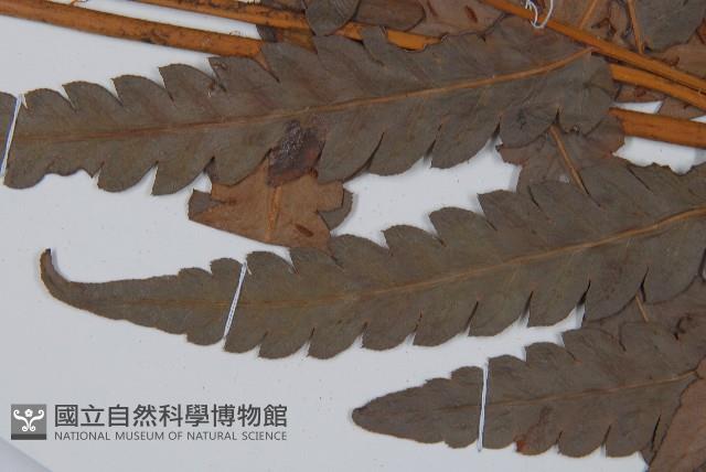 日本狗脊蕨藏品圖，第4張