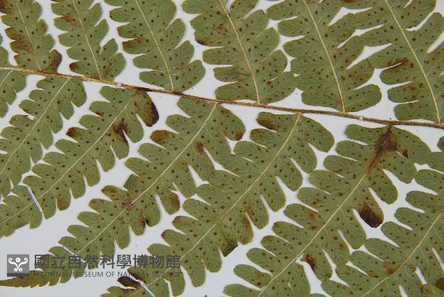 東亞假鱗毛蕨藏品圖，第4張
