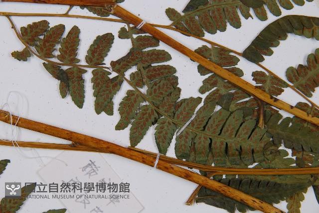 登錄號:P006313藏品圖，第3張