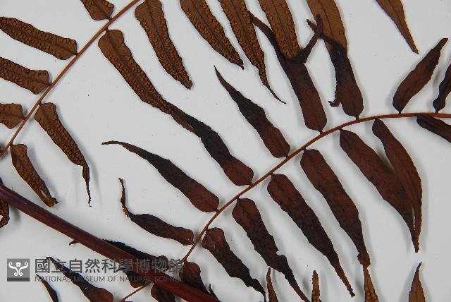 黑桫蕨藏品圖，第4張