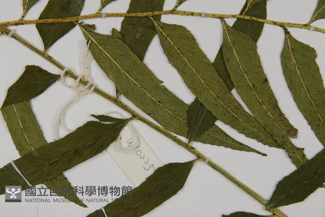 狹葉貫眾蕨藏品圖，第4張