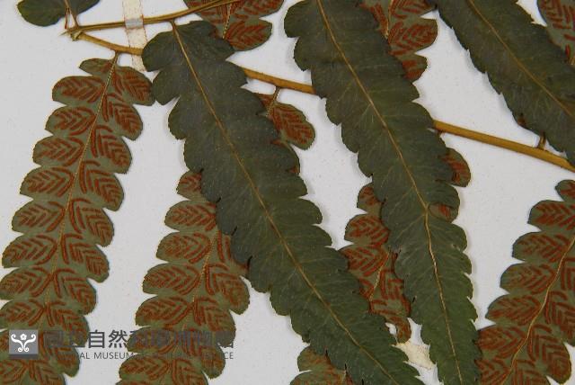 毛柄短腸蕨藏品圖，第7張