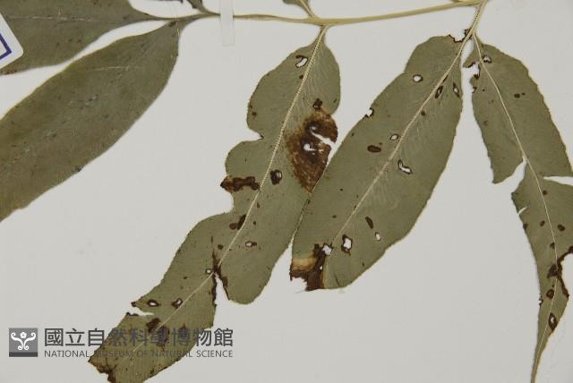 日本鳳丫蕨藏品圖，第4張