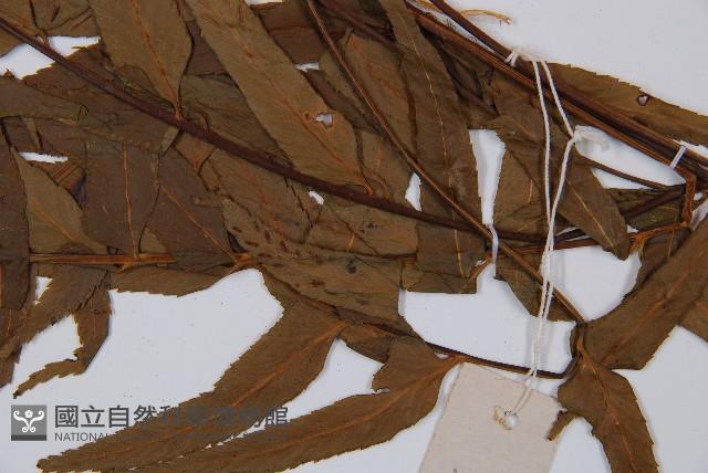 萊氏鐵角蕨藏品圖，第4張