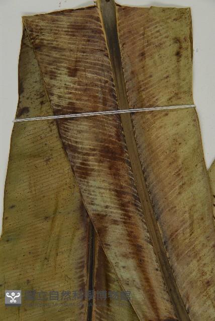 山蘇花藏品圖，第4張