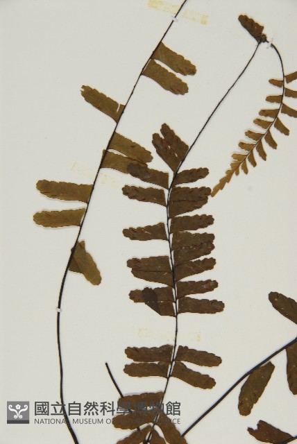 生芽鐵角蕨藏品圖，第4張