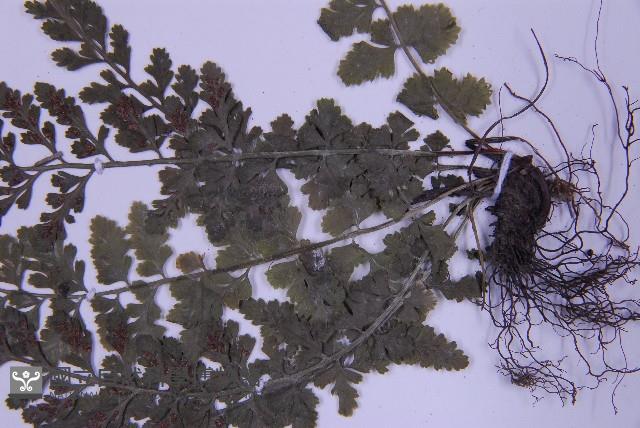 華中鐵角蕨藏品圖，第4張