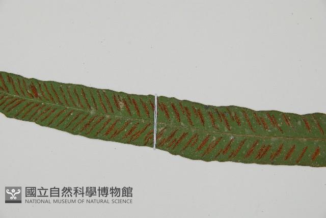 單葉雙蓋蕨藏品圖，第4張