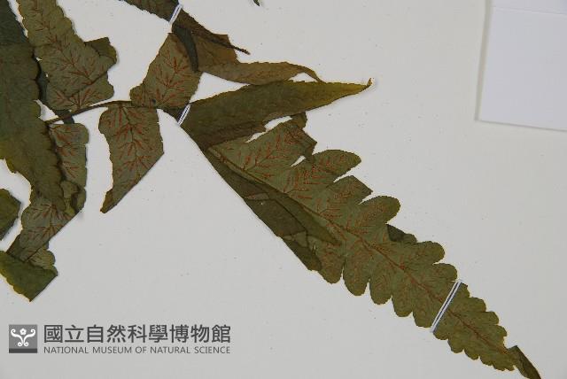 Accession Number:P009913 Collection Image, Figure 3, Total 5 Figures