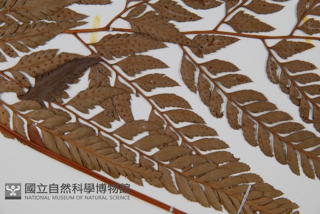 小葉複葉耳蕨藏品圖，第4張