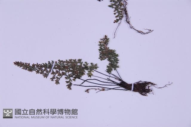 細葉鐵角蕨藏品圖，第4張