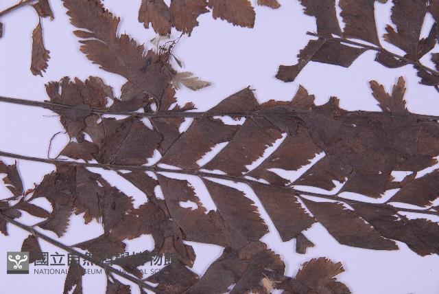 綠柄剪葉鐵角蕨藏品圖，第4張