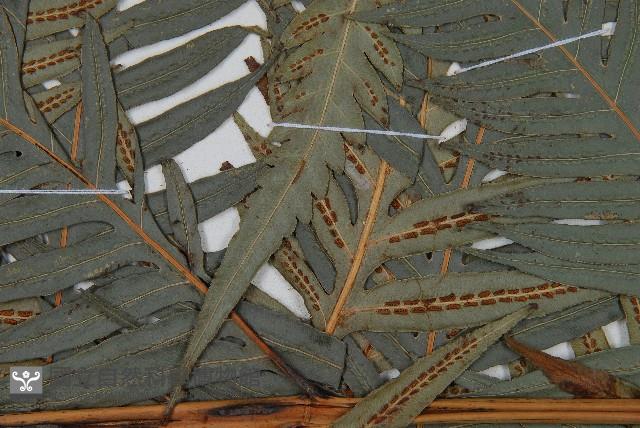 臺灣狗脊蕨藏品圖，第4張