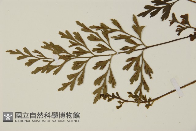 大蓬萊鐵角蕨藏品圖，第4張