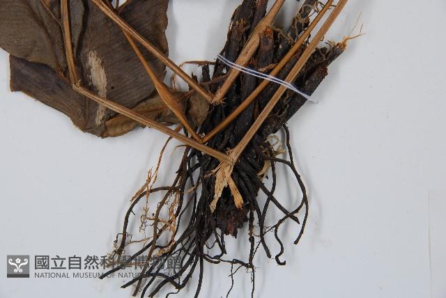 細柄雙蓋蕨藏品圖，第4張