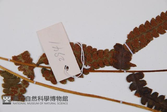 假蹄蓋蕨藏品圖，第4張