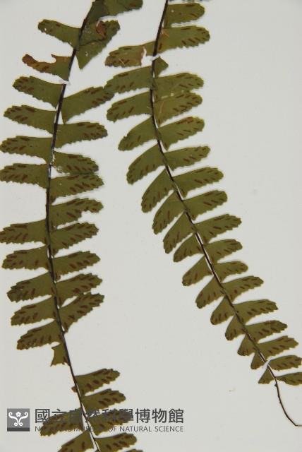 生芽鐵角蕨藏品圖，第4張