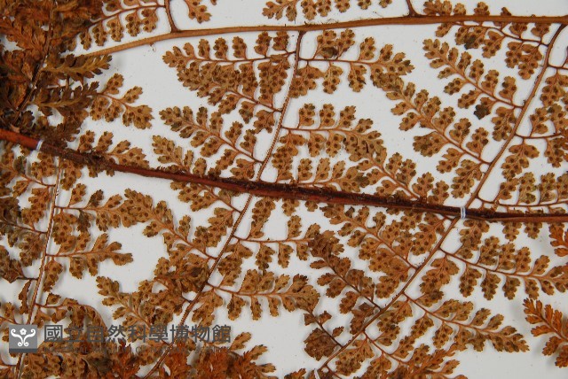 登錄號:P010753藏品圖，第4張