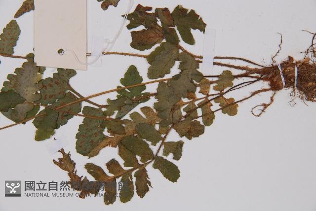 毛軸假蹄蓋蕨藏品圖，第3張