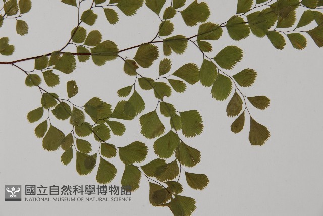 長蓋鐵線蕨藏品圖，第4張