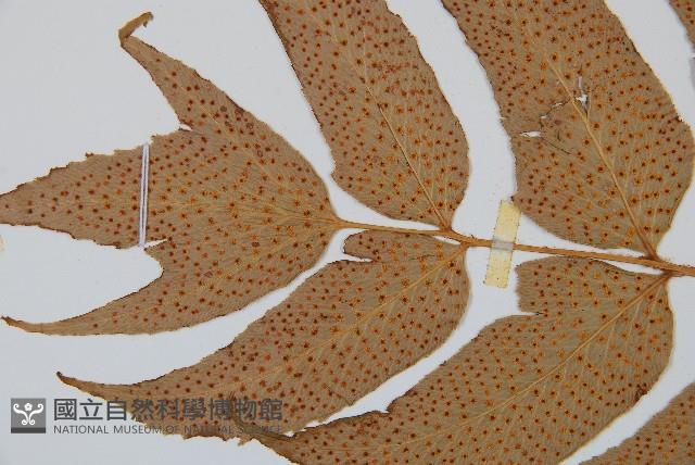 細齒貫眾蕨藏品圖，第4張