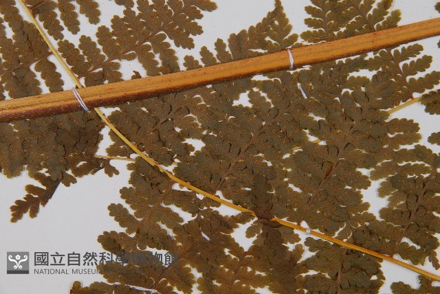 熱帶鱗蓋蕨藏品圖，第4張